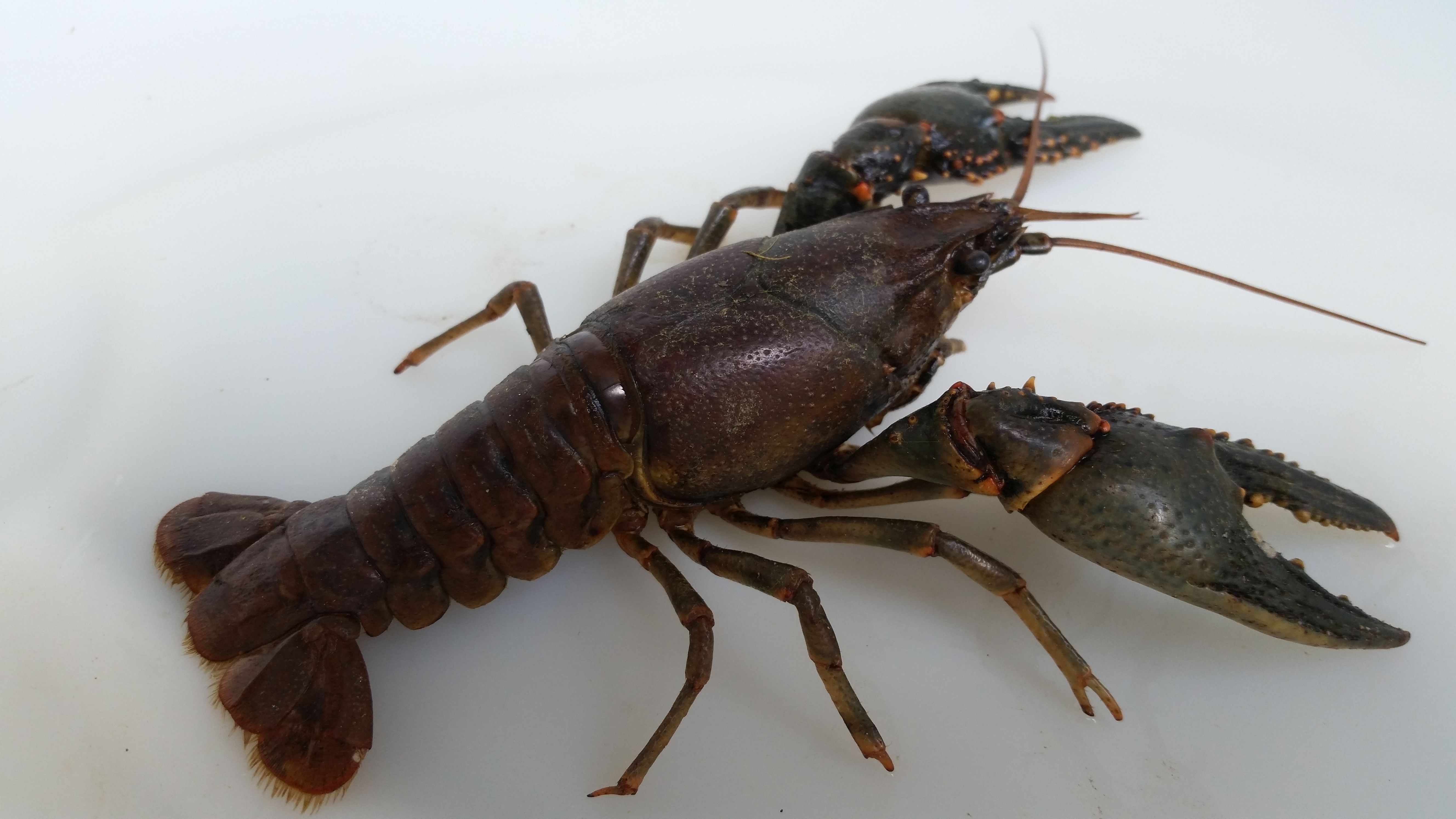 Attached picture Pond First Stocked Creature (Northern Crawfish) 03 RESIZE.jpg
